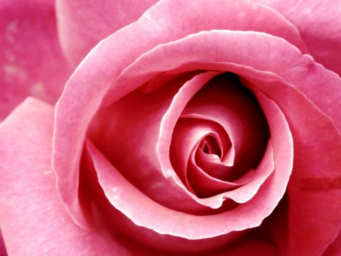 13 trandafiri albi si roz